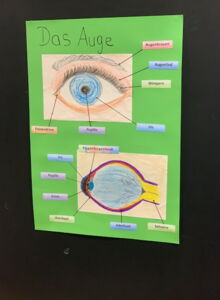 Ein Plakat wurde abfotografiert. Darauf steht "das Auge". Es sind die Bestandteile des Auges abgebildet und es finden sich viele Informationen.